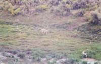 Coyote at Bull Spring